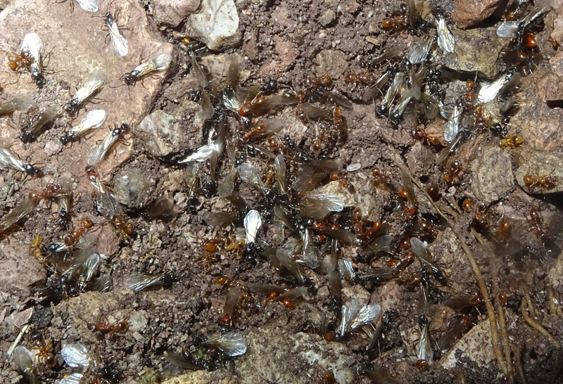 colonia intera di Myrmica sp. - Formicidae